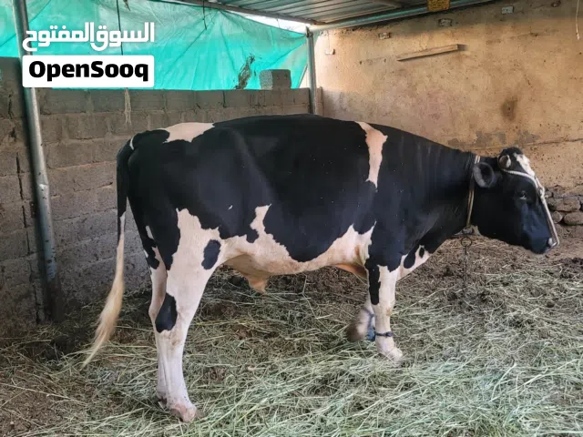 للبيع الثور هولندي