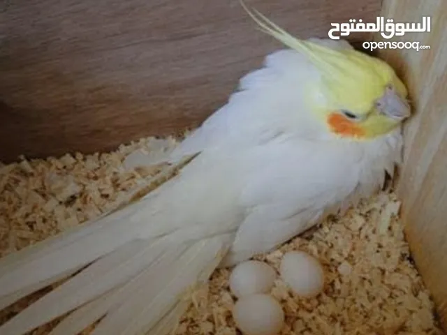 جوز كوكتيل لاتينو منتج اهالي فراخ تحتو 5 بيضات ولسى ما كمل بيض