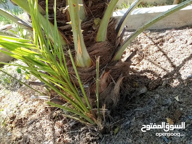 فسائل نخيل منوعة