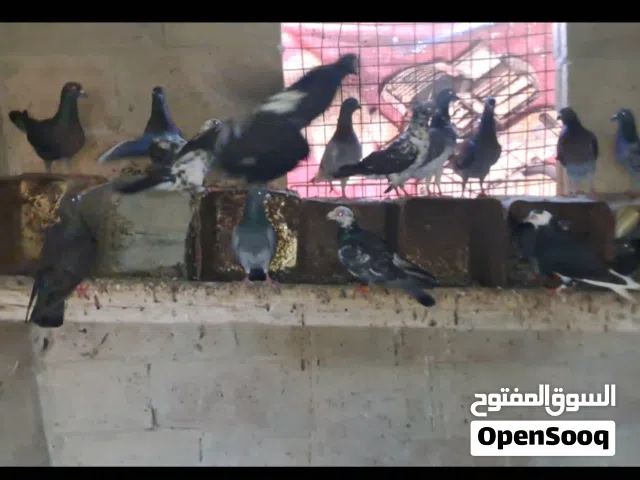 حمام بلدي للبيع