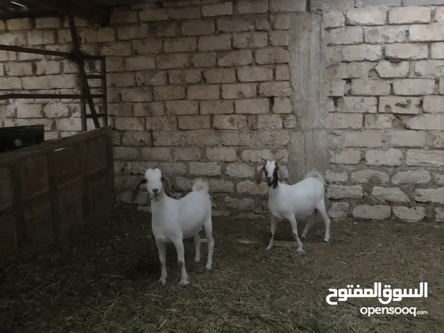 ماعز مجنس الله يبرك