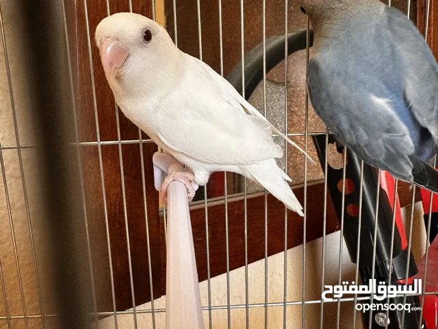 Pair of young Lovebirds for Sale!