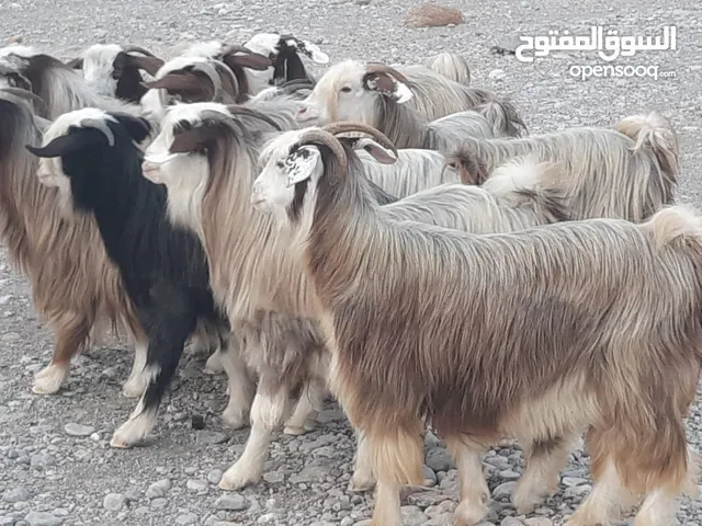 رموج من حلال الرحوب ماشاء الله