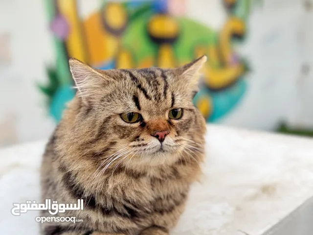 قطوه شيرازيه جميله جدا لون ( ليون )vipسعر قابل للتفاوضاموره فوق الطيبه