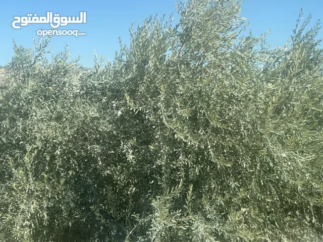 Mixed Use Land for Sale in Nablus Beit Iba