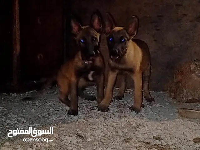 جوز بلجم انثاي وذكر. العمر بين الشهرين ونص لثلاث