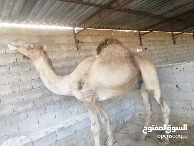 قعدان تنيان