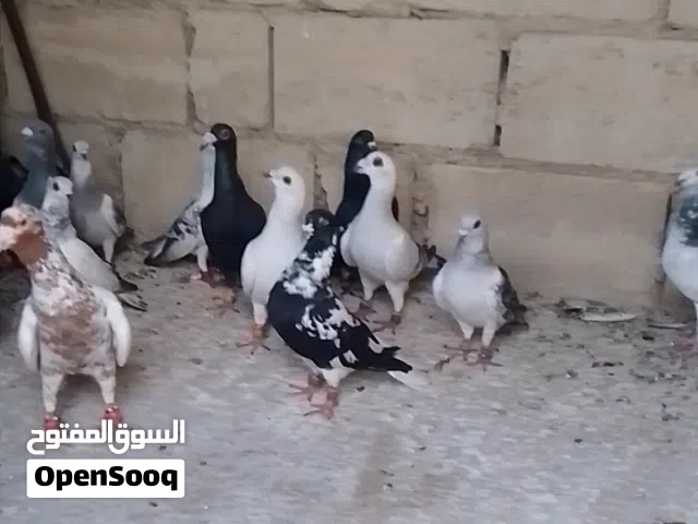 قطعه 15حبه للبيع