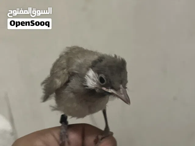 للبيع بلابل نهايه عس شرط الربوه و هدد و بسعر كاسر سعر السوق الكميه محدوده حياكم الله