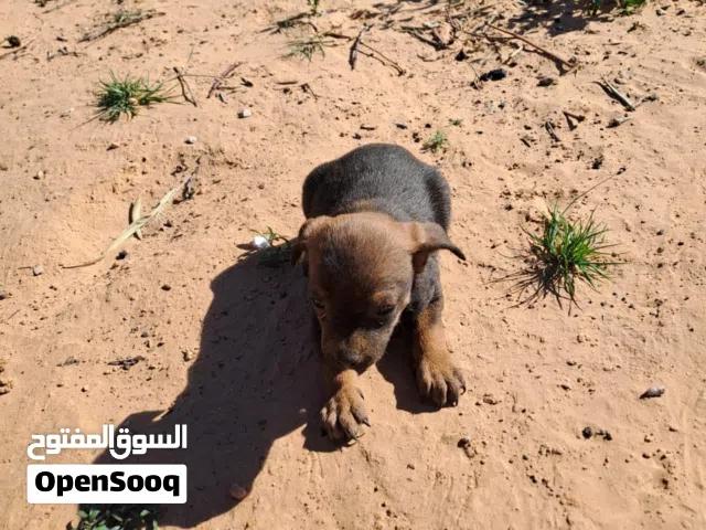 كلاب اتشواو للبيع العمر شهرين