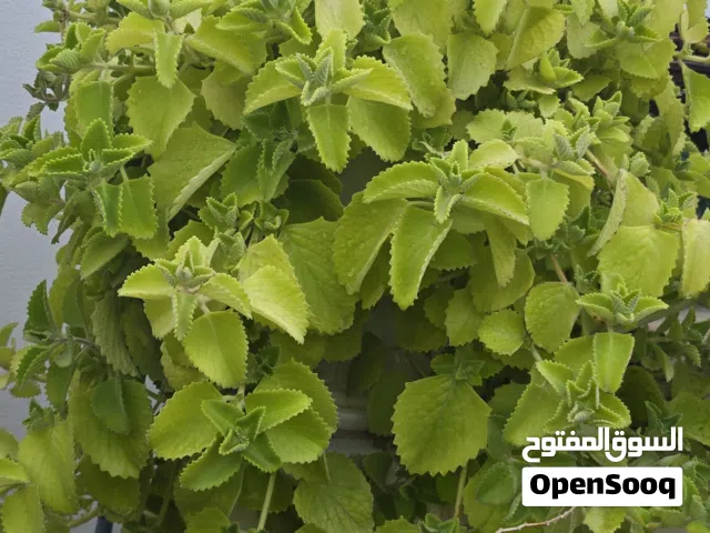 Outdoor plants  مجموعة نباتات خارجية