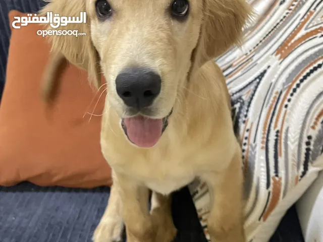 Golden Retriever