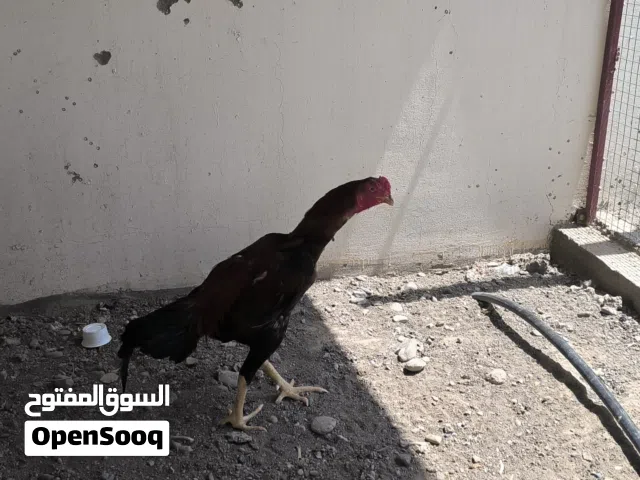 ديك باكستاني كبير