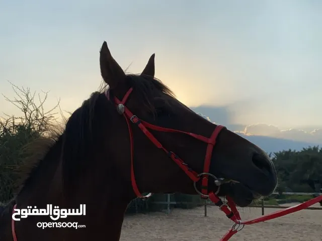 فحل عمره 7 سنين حار على يدك ما يوقف صهيل (مكوي وتر ايد وحده ما يشكي منها ركوب يومي مكوي من سنتين )