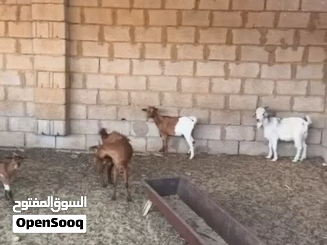 معيز كردي البيع المكان سبها