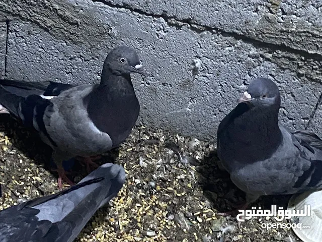 حمام لوت للبيع