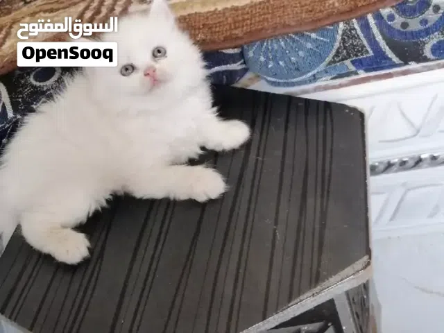 متوفر قطط شيرازي