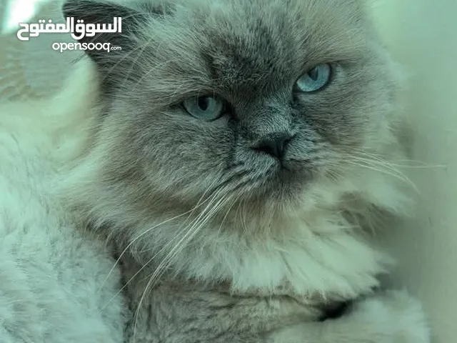 ذكر هملايا بلو عمر سنه ونص ماخد جميع مطاعيمو متعود عاللتر بوكس طالب تزاوج انتاج بجنن