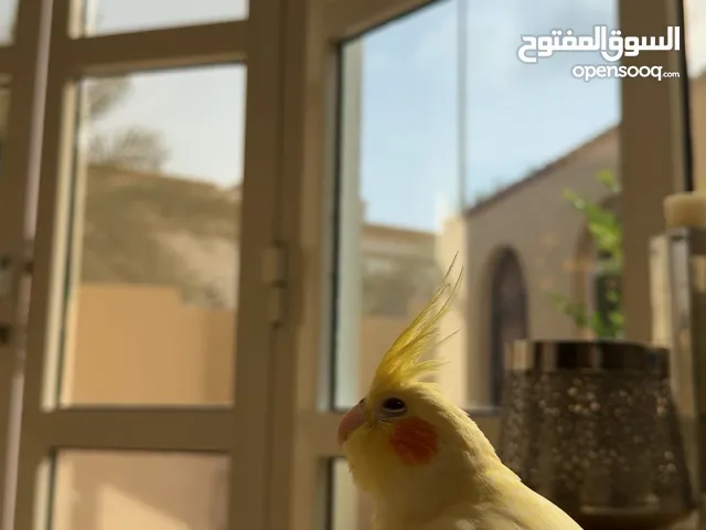طير ذكر كوكتيل أليف يغني اصفر نادر اللون يتعلم بسرعه محبوب مناسب للاطفال نظيف