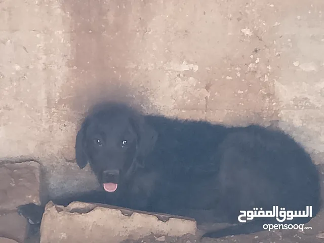 اكلاب للبيع جولدن وا مالينو