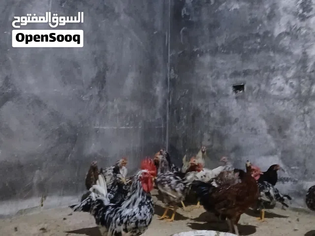دجاج عمرة ستة اشهرالعدد 40. مكان  خلة الفرجان