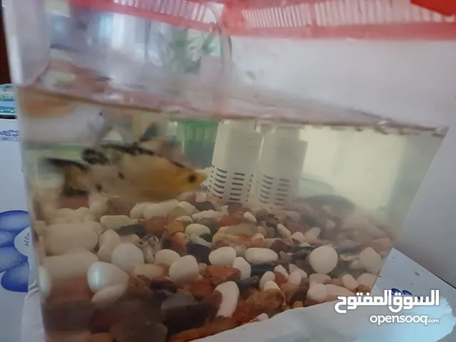 Fish aquarium with colourful fish