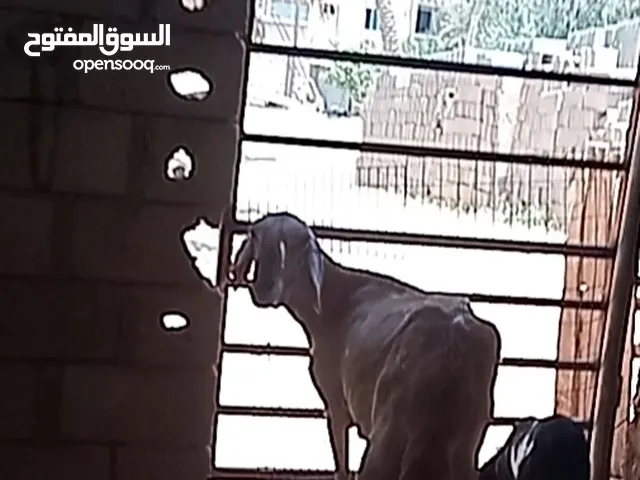 نعجة ولاده خروف