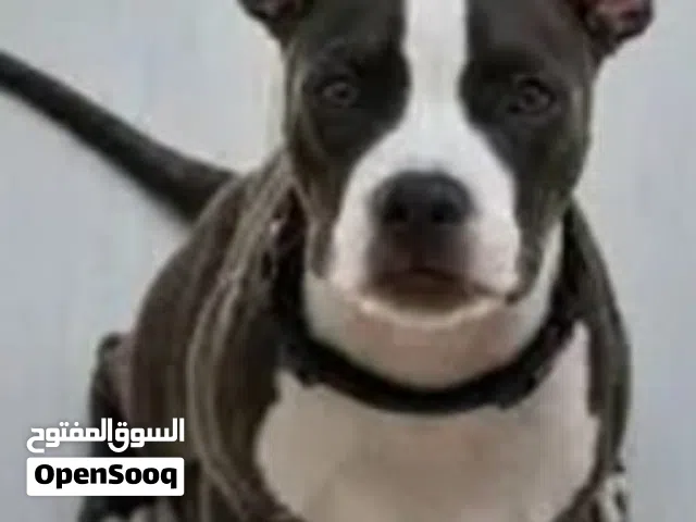 i have dog amircan bittpull i wont sell