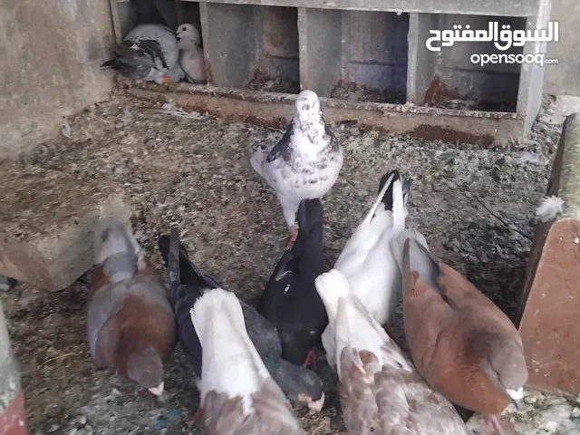 حمام احجام كبيرة للبيع لعدم التفرغ ست جواز