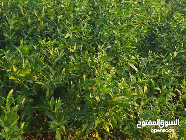 معشب حدايق طبيعي رولات وتركيب وتنفيذا جميع انواع الحدايق يتوفر عشب صناعي وتركيب