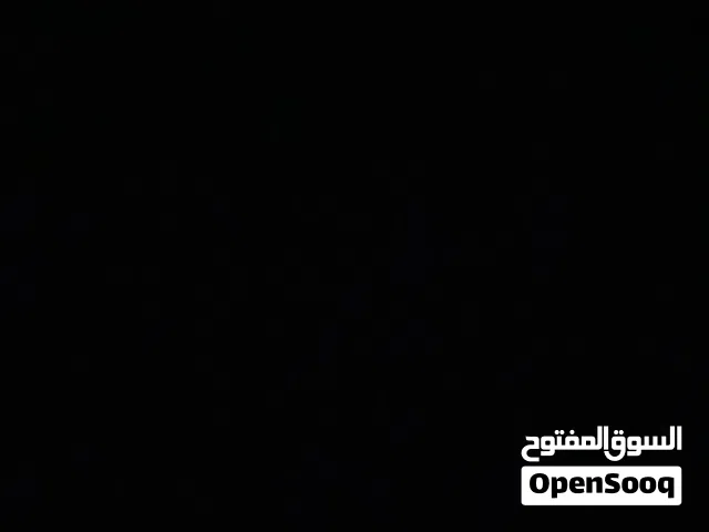 احتاج كلب هاسكي لتبني بدون رسوم ف جده