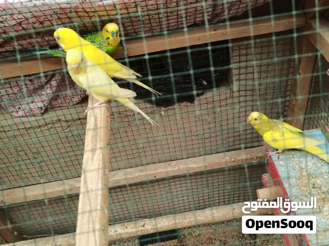 طيور حب للبيع اثنين عادي وثنين عيون حمر