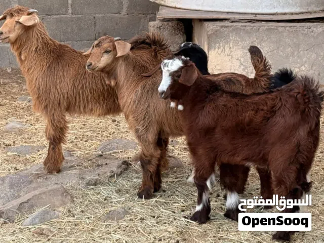 جدايه 2وصخلات2جباليات سمان فوول ماشاءالله ماعليهن كلام للتربيه او ذبح