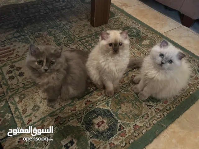 Cats for adoption for free in ahsa litter boxes and brushes available