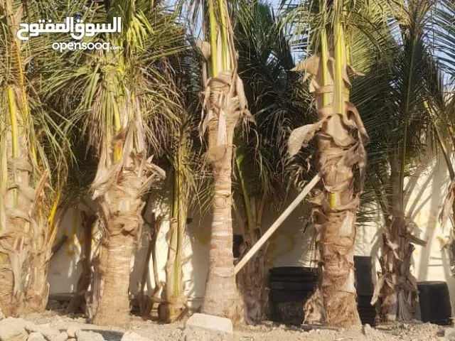 Royal Palm Tree 1m – Free Delivery & Plantation Dubai