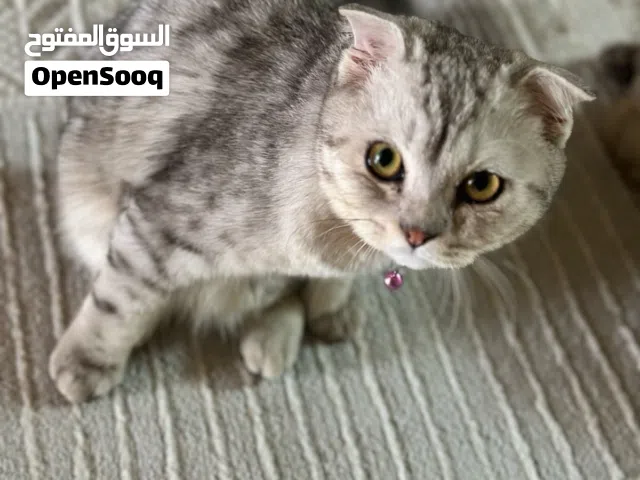 سكوتش فولد تابي