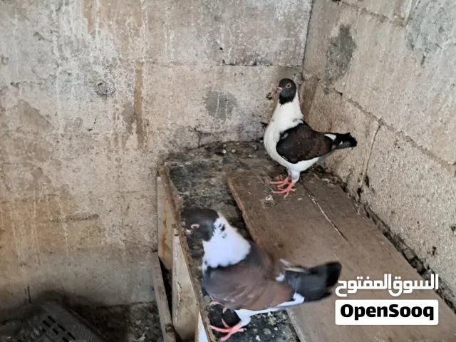 جوز سيكيات للبيع وطيره نوريه