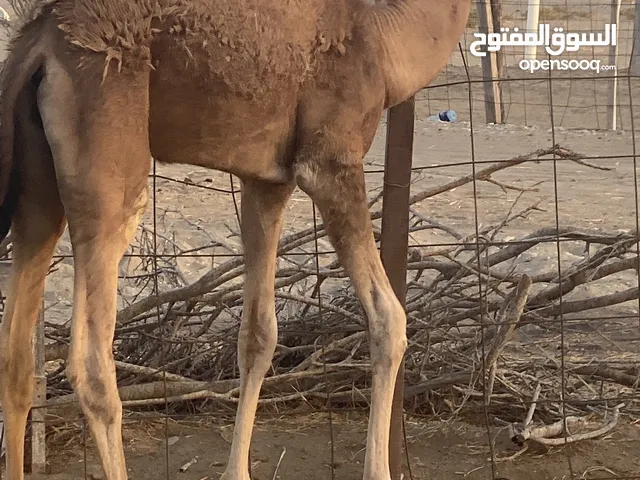 قعود للبيع