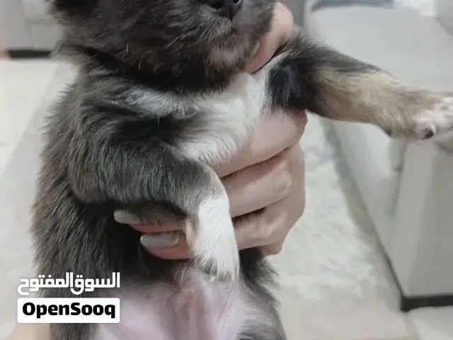 teacup chihuahua rare cour