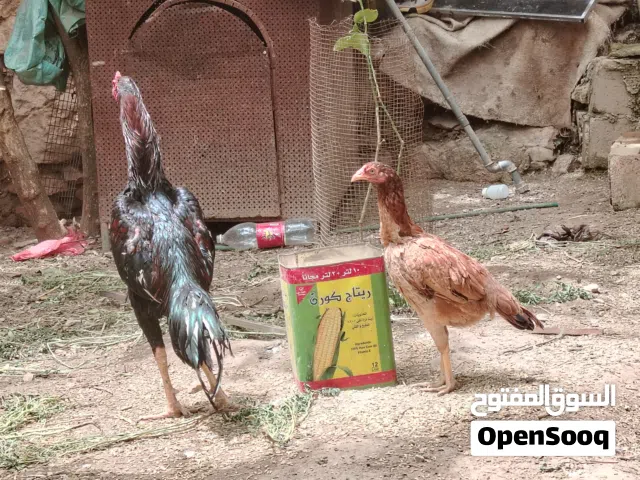 متاح بيض دجاج براهمي وباكستاني مخصب ومكفول  باذن الله