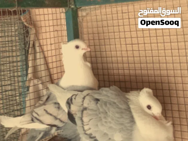 سلاله الحمام حب الرمان
