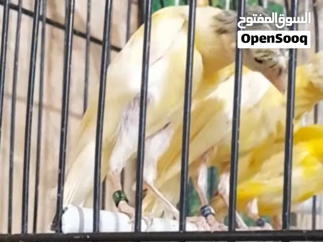 مخلف بندوق مقمبر