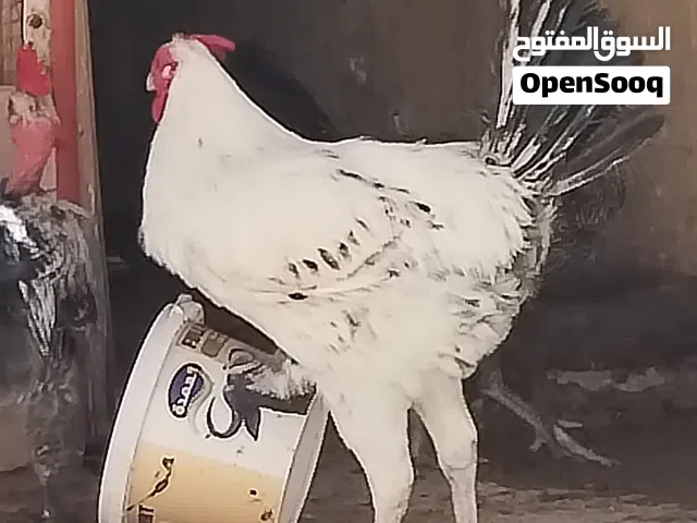 ديك فيومي قدم ومنقار اسود