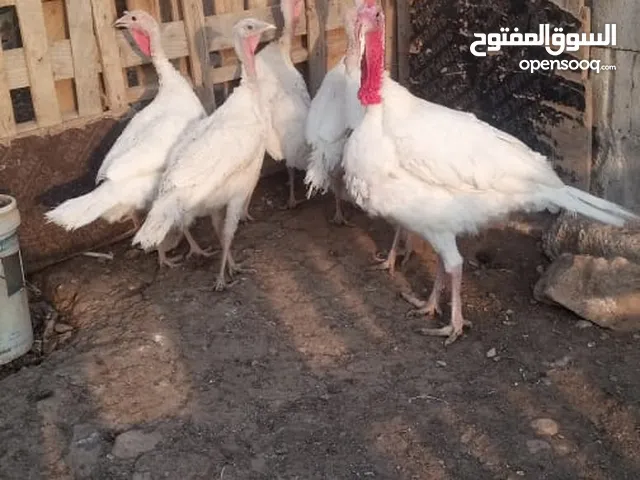 طقم حبش شغال 5 اناثي وذكر عمر سنه وشهر