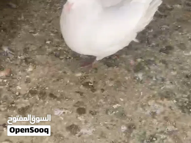 مطلوب حمام جواز بندوق كنج تواصل واتساب خطي مفصول