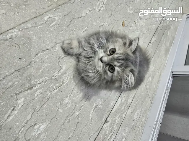 قطه شيرازي رمادي اللون