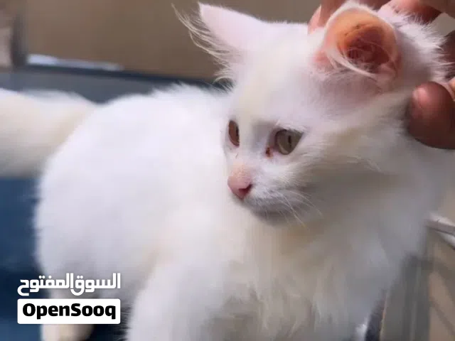 1 Year old 2 Persian White cat for sale