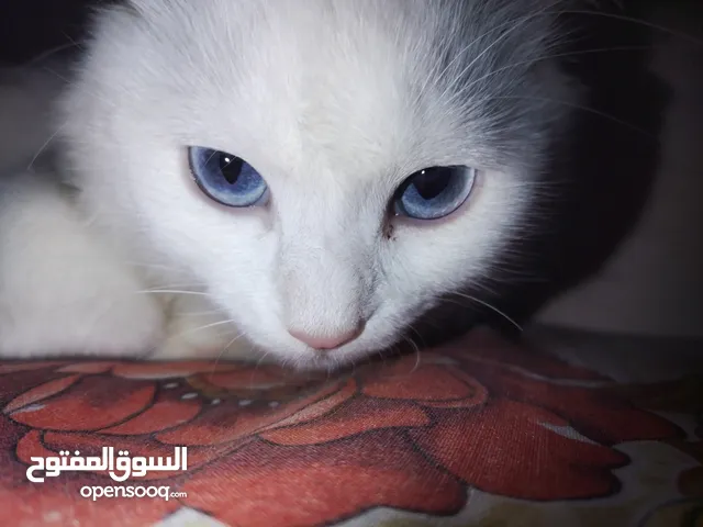 Turkish cat for adoption with passport white long hair with blue eyes