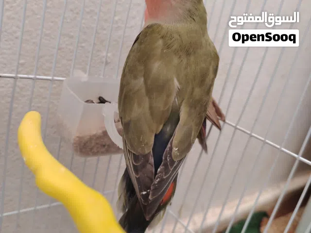 السلام عليكم ورحمة الله وبركاته جوز روز للبيع المكان بنغازي السرتي
