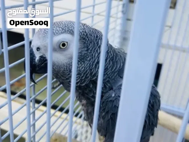 ببغاء كاسكو أليف متوفر.